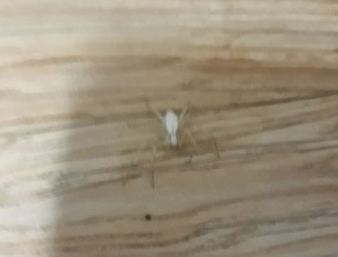 5 symbolic meanings of Dream about white spider