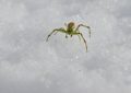 5 symbolic meanings of Dream about green spider