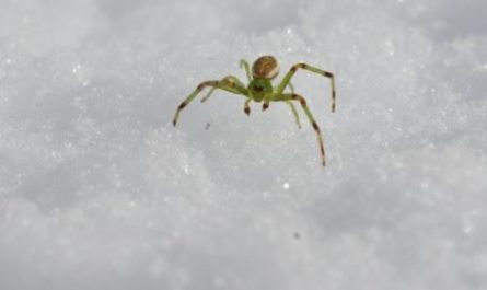 5 symbolic meanings of Dream about green spider