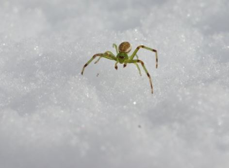 5 symbolic meanings of Dream about green spider