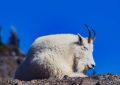 5 symbolic meanings of Dreaming about white goats