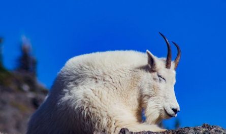 5 symbolic meanings of Dreaming about white goats