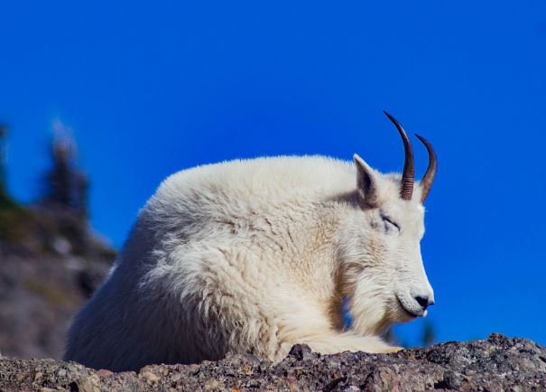 5 symbolic meanings of Dreaming about white goats
