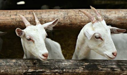 5 symbolic meanings of Dream about baby goats