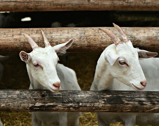 5 symbolic meanings of Dream about baby goats