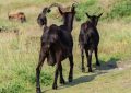 5 symbolic meanings of Dream about black goats