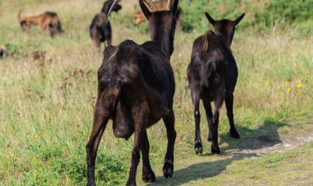 5 symbolic meanings of Dream about black goats