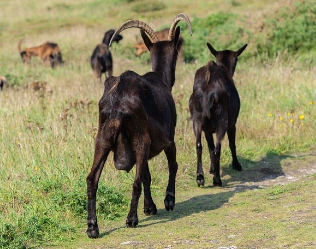 5 symbolic meanings of Dream about black goats