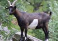 5 symbolic meanings of Dream about a baby black goat