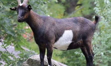 5 symbolic meanings of Dream about a baby black goat