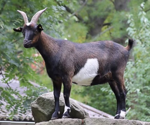 5 symbolic meanings of Dream about a baby black goat