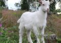 5 symbolic meanings of Dream about raising a goat
