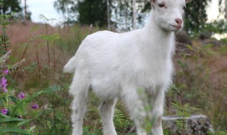 5 symbolic meanings of Dream about raising a goat