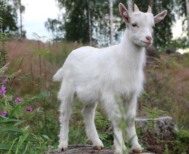5 symbolic meanings of Dream about raising a goat