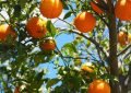 5 symbolic meanings of Dream about orange tree