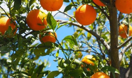 5 symbolic meanings of Dream about orange tree