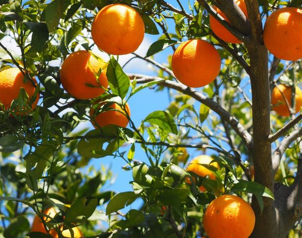 5 symbolic meanings of Dream about orange tree