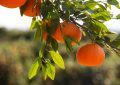 5 symbolic meanings of Dreaming about citrus