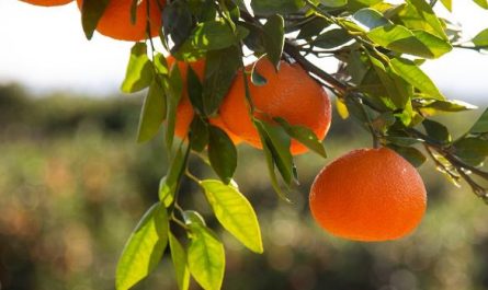 5 symbolic meanings of Dreaming about citrus