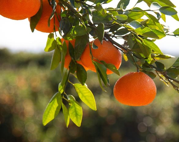 5 symbolic meanings of Dreaming about citrus