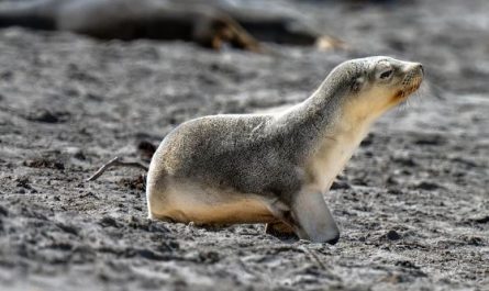 5 symbolic meanings of Dream about a sea lion dying