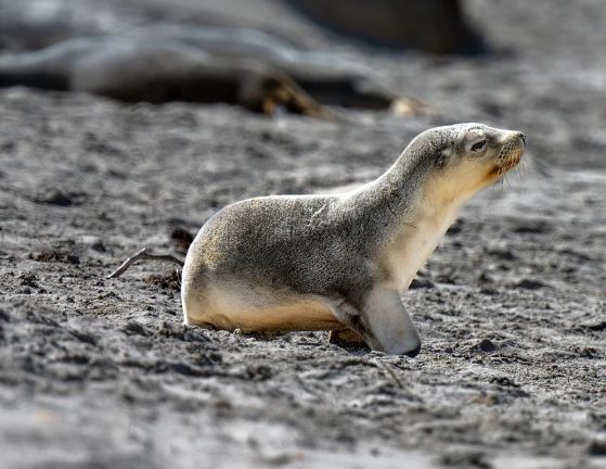 5 symbolic meanings of Dream about a sea lion dying