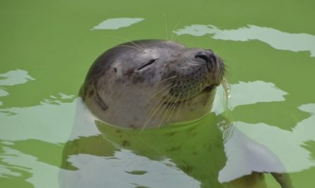 5 symbolic meanings of Dream about sea lions