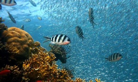 5 symbolic meanings of Dream about transparent sea