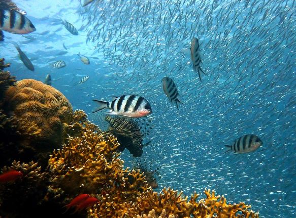 5 symbolic meanings of Dream about transparent sea