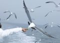 5 symbolic meanings of Dream about seagulls
