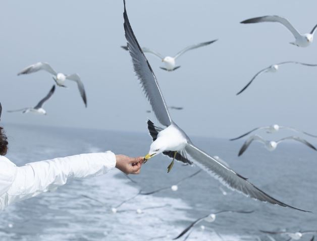 5 symbolic meanings of Dream about seagulls