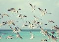 5 symbolic meanings of Dream about dead seagulls