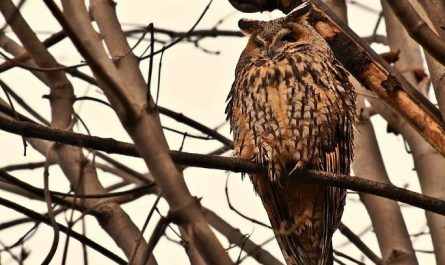 5 symbolic meanings of Dream about owls