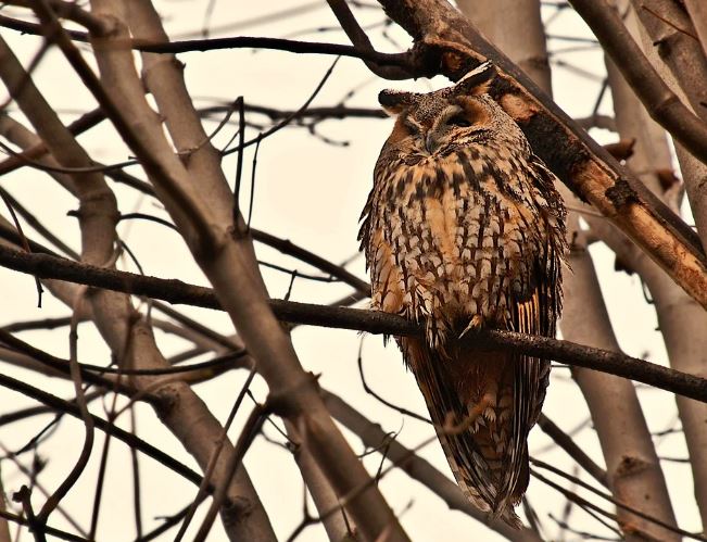 5 symbolic meanings of Dream about owls