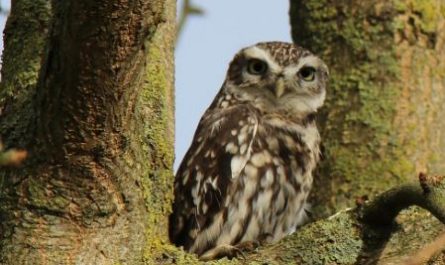 5 symbolic meanings of Dream about dead owl