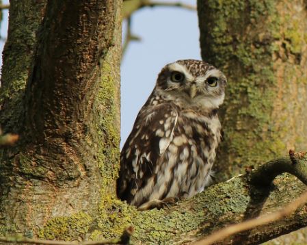 5 symbolic meanings of Dream about dead owl