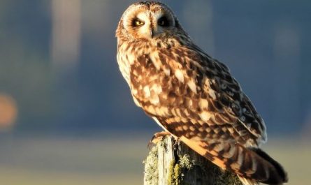 5 symbolic meanings of Dream about white owl