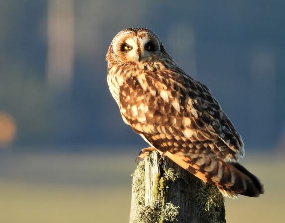 5 symbolic meanings of Dream about white owl