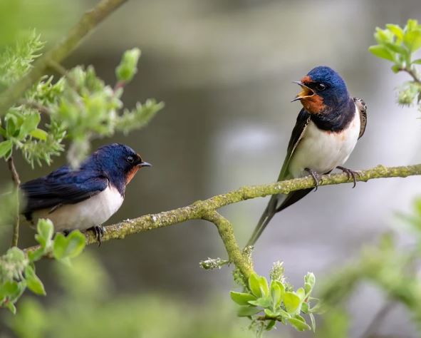 5 symbolic meanings of Dream about dead swallows