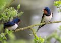 5 symbolic meanings of Dream about swallows