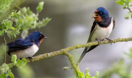 5 symbolic meanings of Dream about swallows