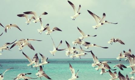 5 symbolic meanings of Dreams About Migratory Birds