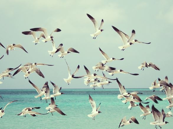 5 symbolic meanings of Dreams About Migratory Birds