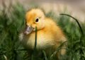 5 symbolic meanings of Dream about yellow duck