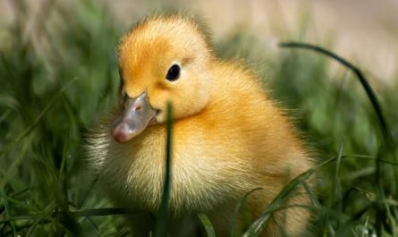5 symbolic meanings of Dream about yellow duck