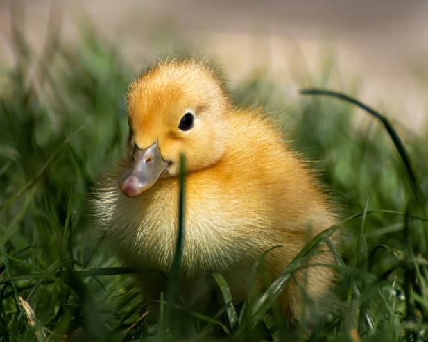 5 symbolic meanings of Dream about yellow duck