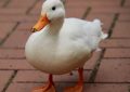 5 symbolic meanings of Dream about white ducks