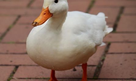 5 symbolic meanings of Dream about white ducks