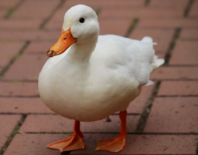 5 symbolic meanings of Dream about white ducks