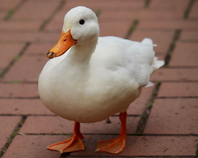5 symbolic meanings of Dream about white ducks